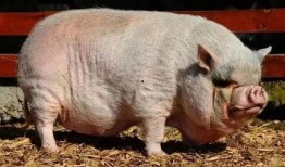 小猪崽子爆料娱乐圈,小猪崽子揭露惊天秘密